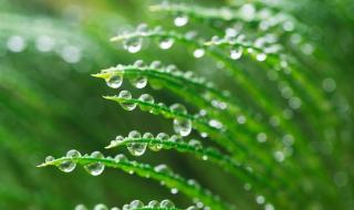 雨水的节气习俗是什么 雨水吃什么风俗食物好